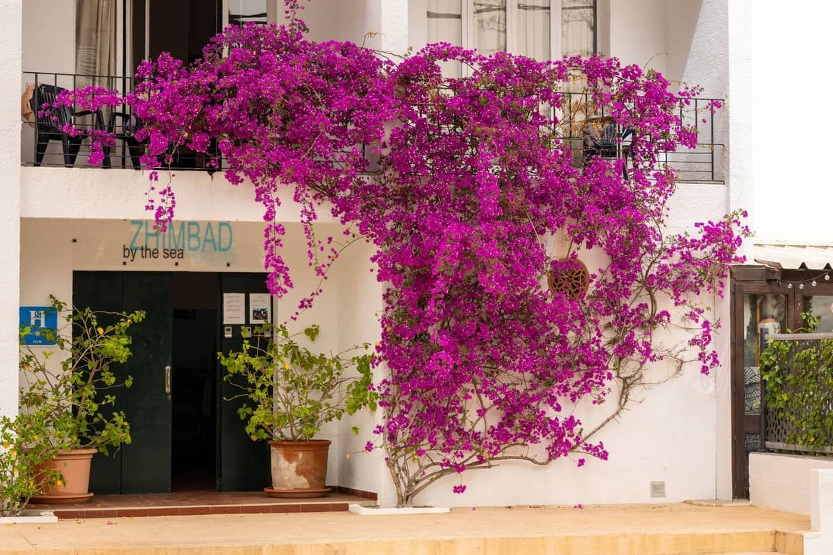 White budget accommodation building in Ibiza with bright pink bougainvillea climbing over the entrance, creating a welcoming Mediterranean vibe.