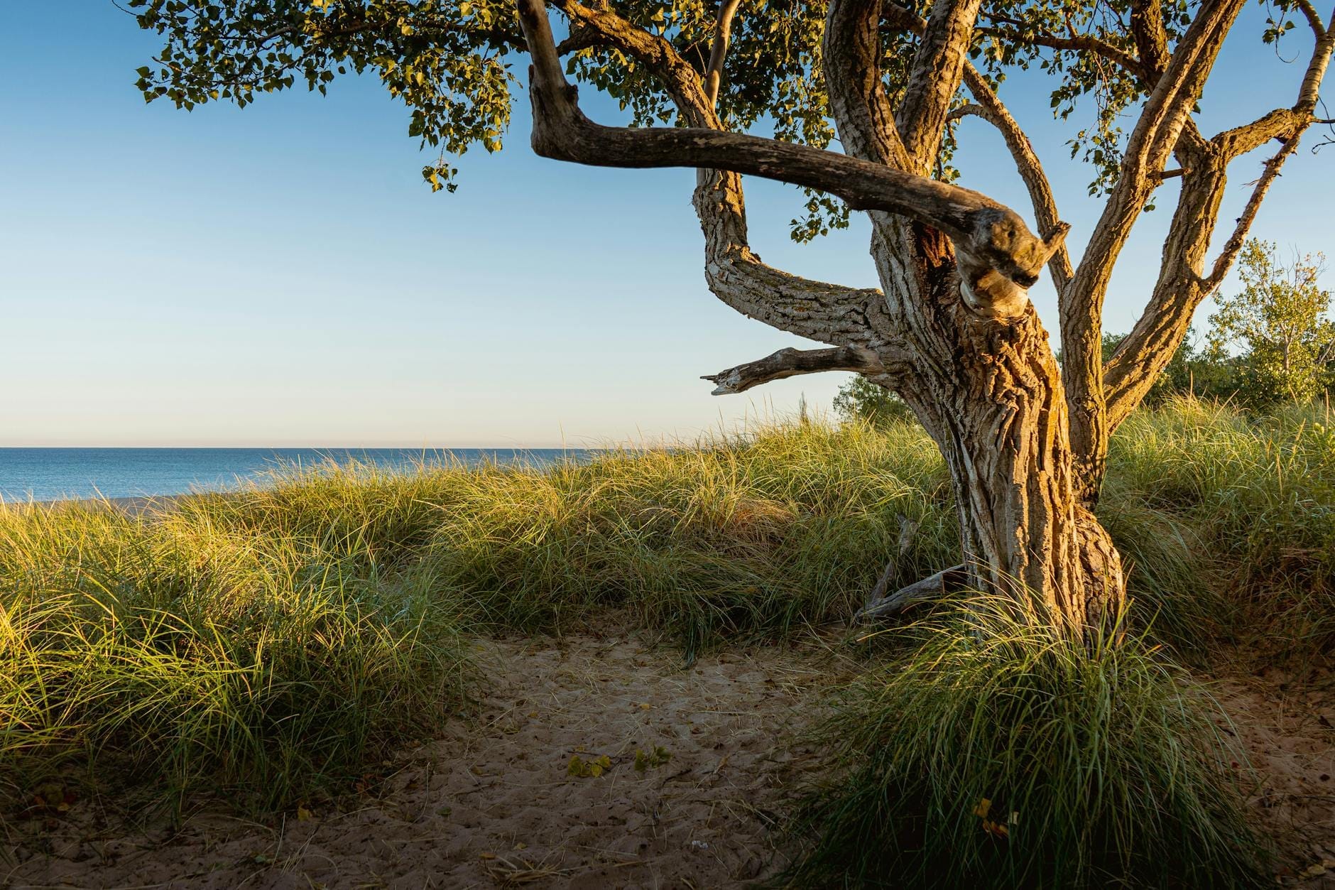 Un albero solitario, modellato dal vento, si erge in cima a dune di sabbia dorata tra alte erbe, con lo sguardo che si perde sulle acque blu del Lago Michigan sotto un cielo terso.