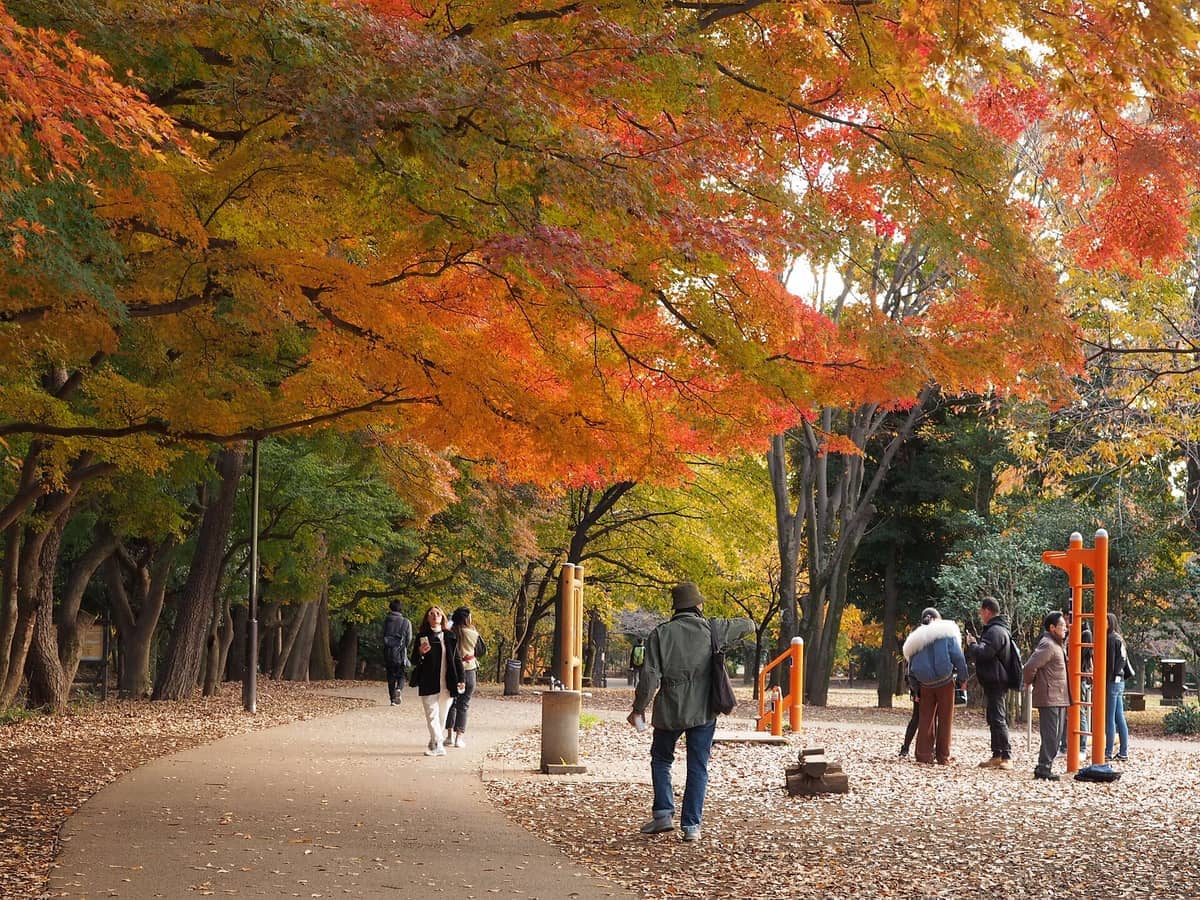 People stroll and gather under vibrant autumn foliage at Inokashira Park in Tokyo, surrounded by trees and outdoor exercise equipment.