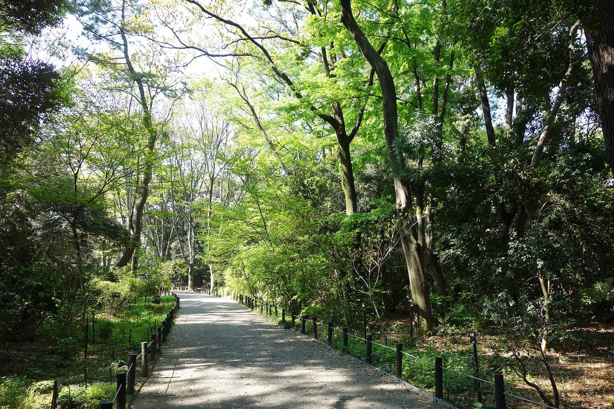 A gravel path winds through lush green forest at the Institute for Nature Study in Tokyo, surrounded by tall trees and dense foliage.