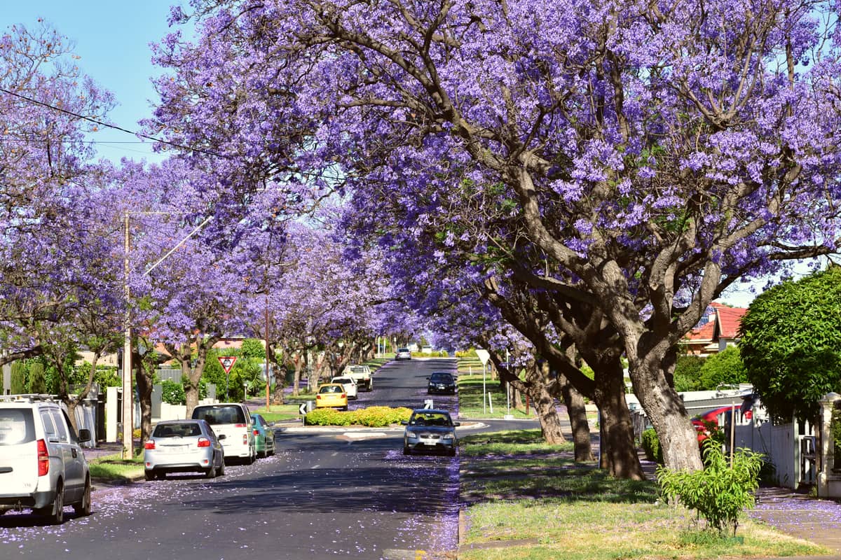 Calle suburbana arbolada en Adelaide con autos estacionados a lo largo de la vía y vibrantes jacarandas moradas en flor.