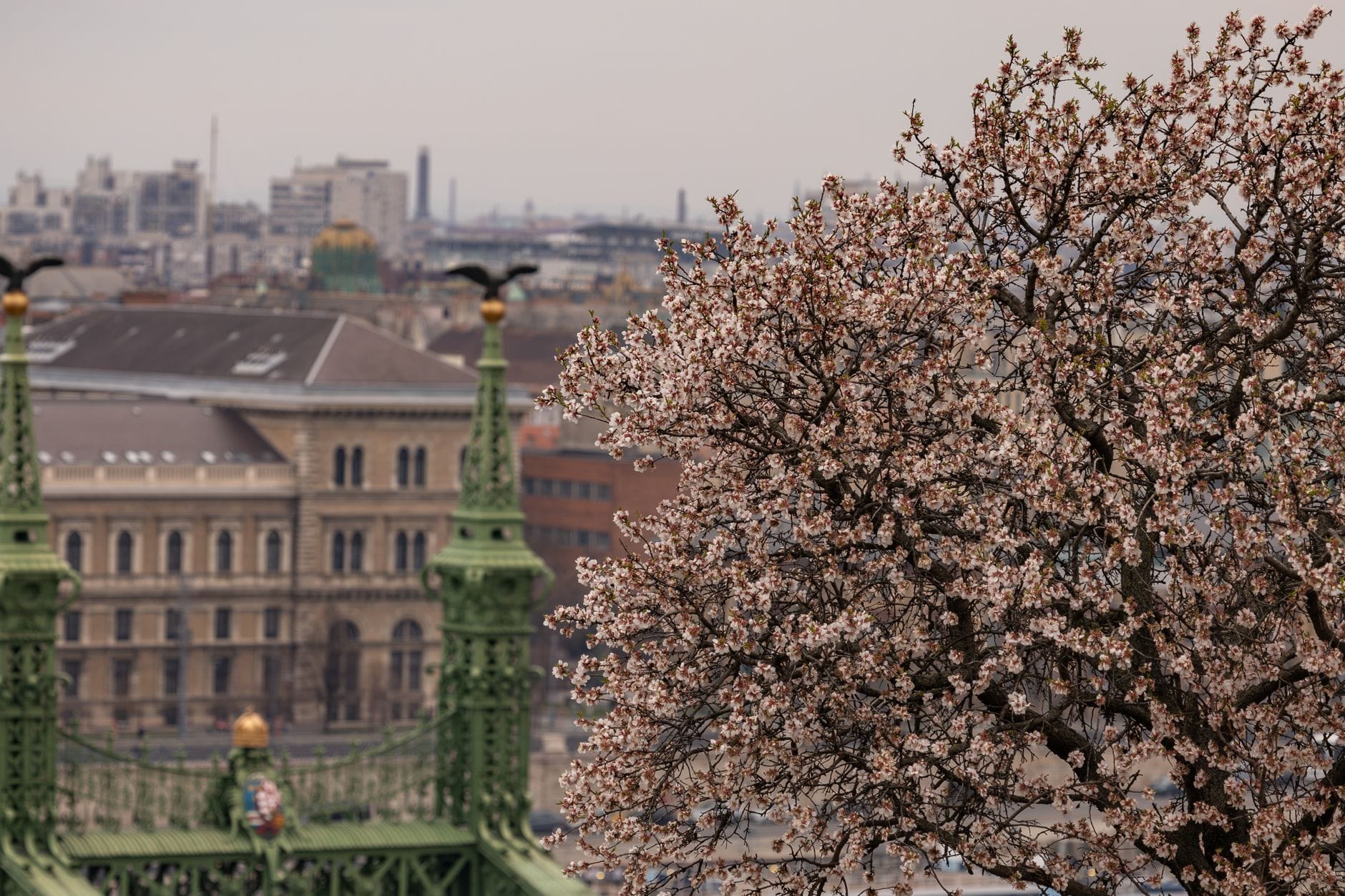 Vista del Ponte della Libertà di Budapest con un albero in piena fioritura primaverile, che segnala il piacevole clima primaverile e il cambio delle stagioni in città.