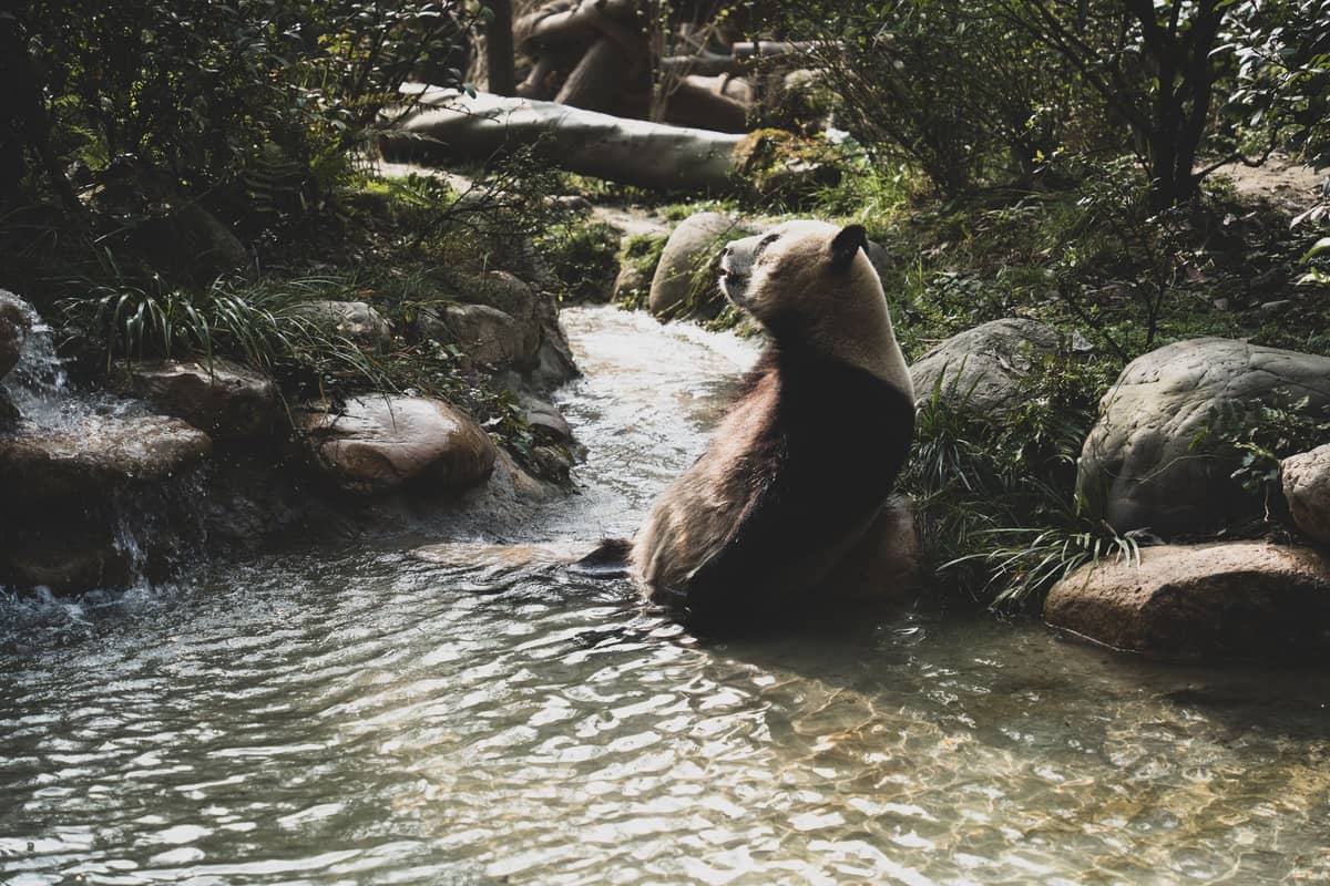 Ein Großer Panda sitzt in einem flachen Bach, umgeben von Grünpflanzen und Felsen in einem naturnahen Panda-Reservat.