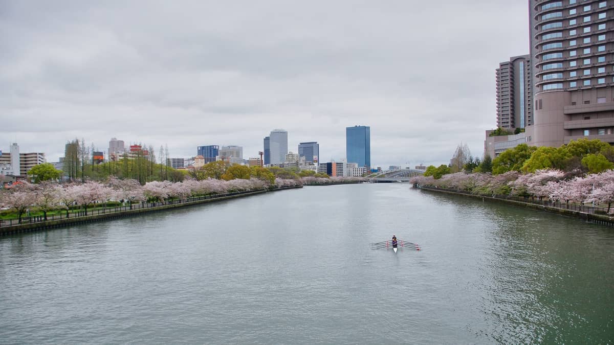Rowers on the Okawa River flanked by cherry blossoms and city buildings in Osaka during spring season.