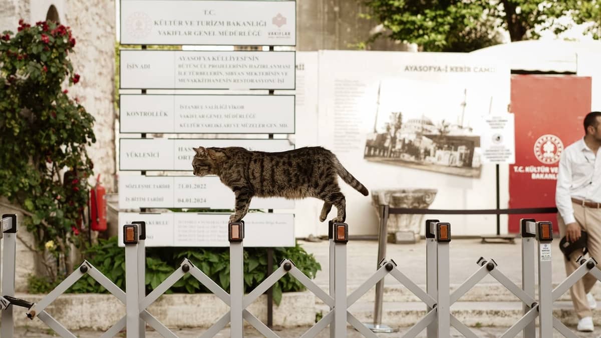 A tabby cat walking on a fence in front of signs and the entrance to the Hagia Sophia in Istanbul, with a person nearby.