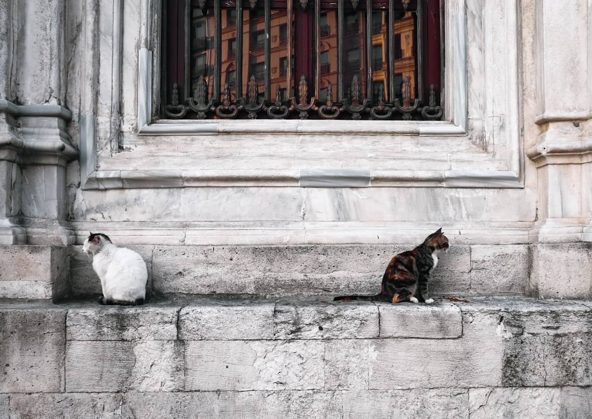Two cats sit on a stone ledge in front of a historic building in Istanbul, with detailed stonework visible behind them.