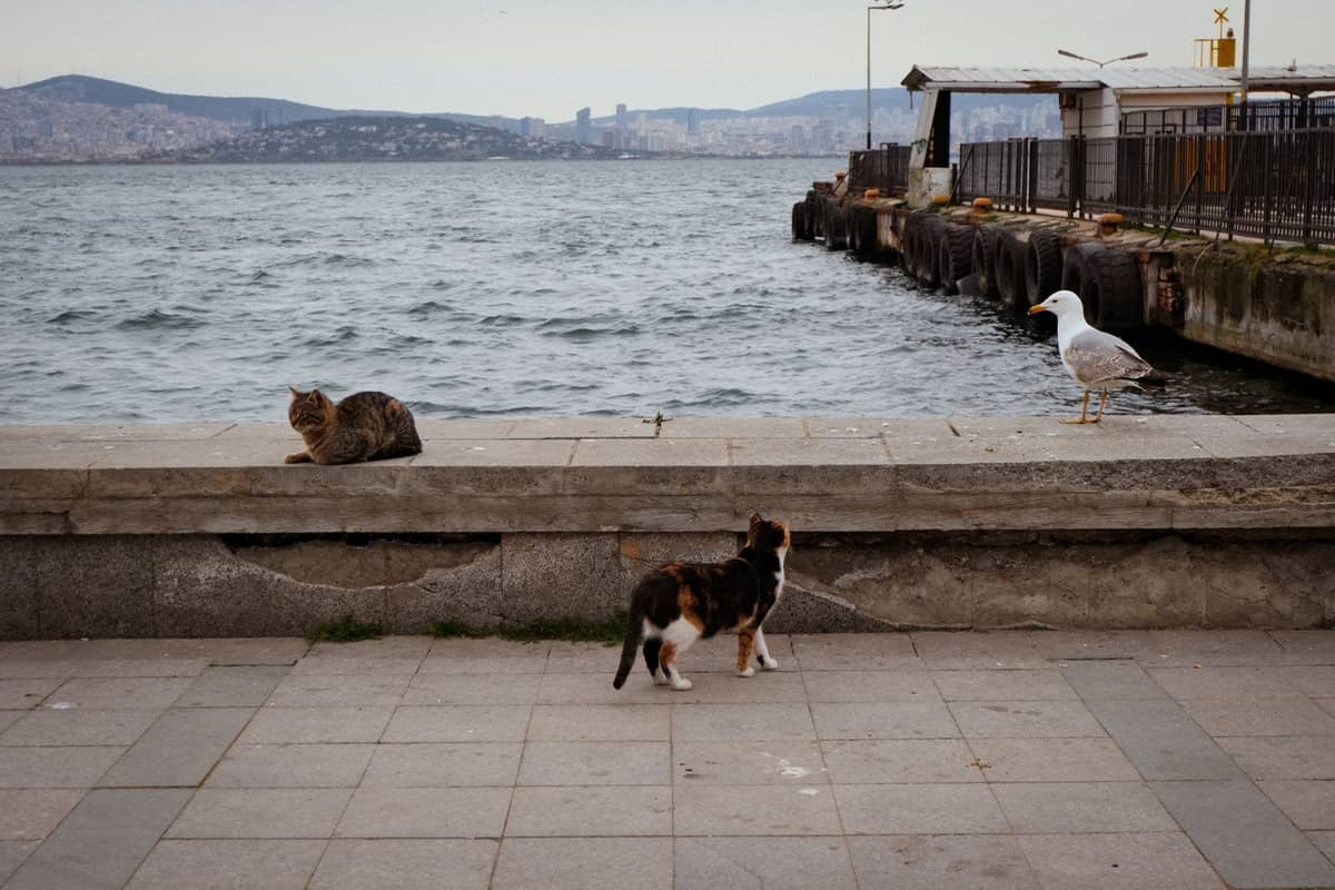 Two street cats and a seagull rest along Istanbul's waterfront, with cityscape and water in the background.