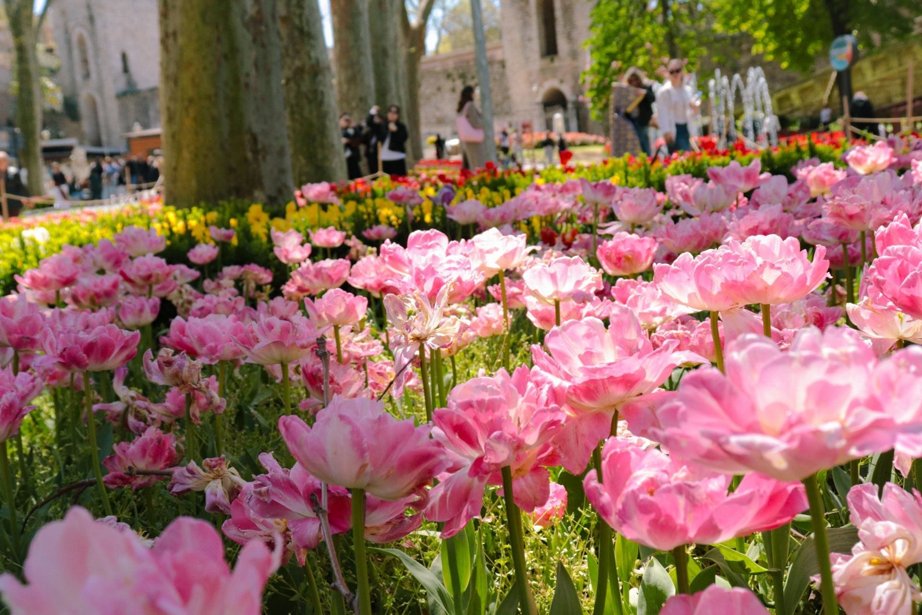Vista de perto de tulipas cor-de-rosa vibrantes florescendo em um parque, com pessoas caminhando entre prédios históricos de pedra ao fundo, sob o sol da primavera em Istambul.