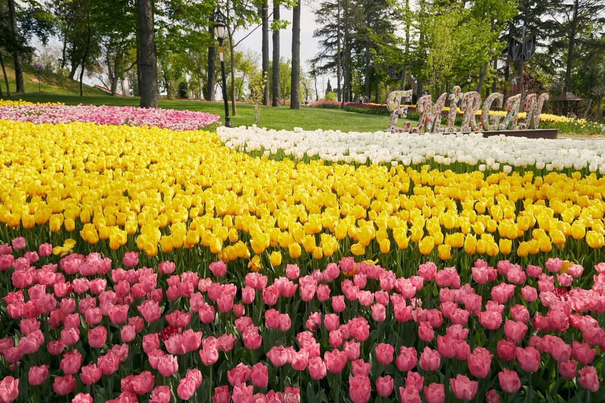 Weitläufiger Blick auf den Emirgan Park in Istanbul mit lebhaften Beeten aus gelben, rosa und weißen Tulpen, die im Frühling unter grünen Bäumen blühen.