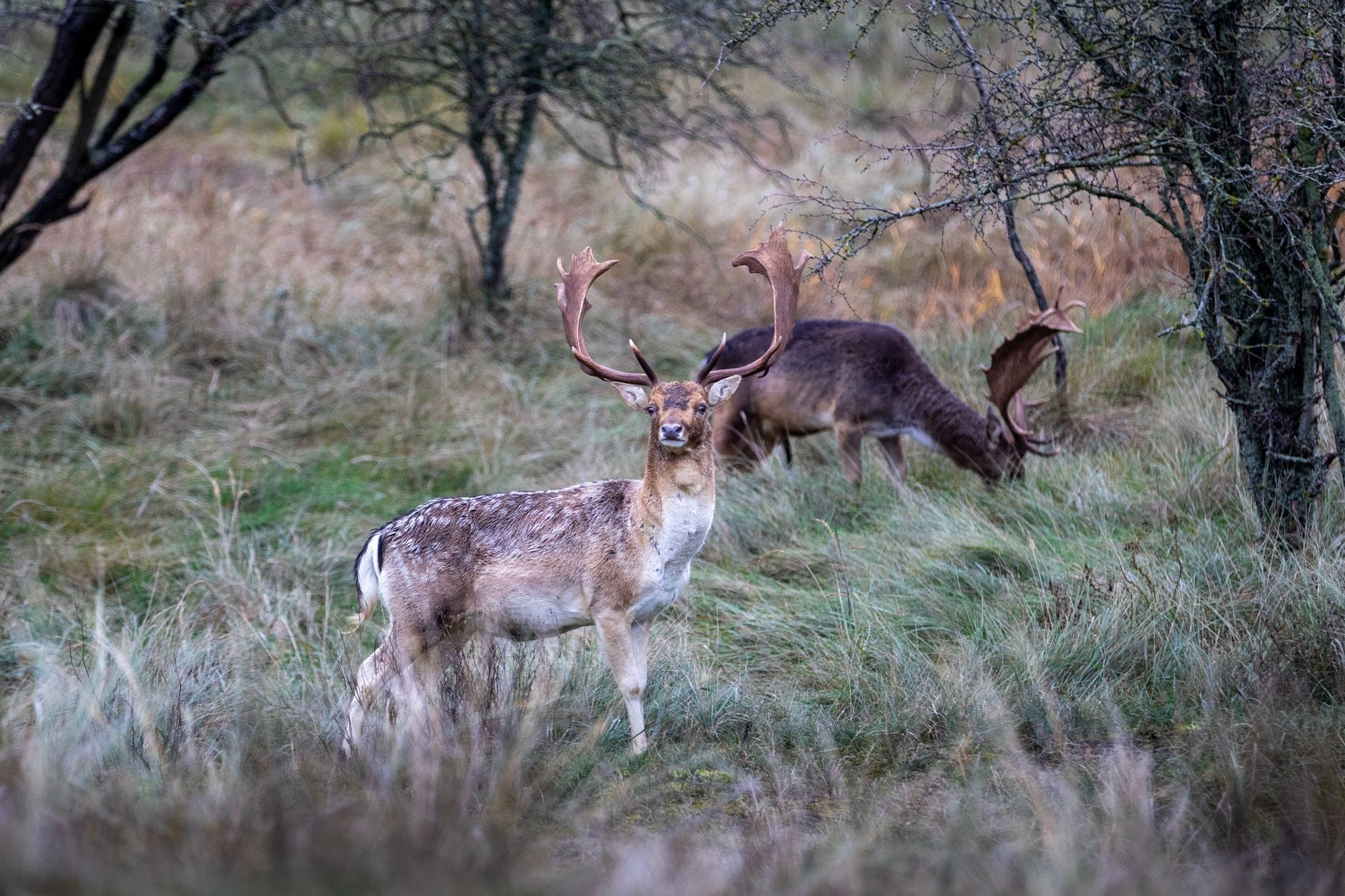 Due daini a Jægersborg Dyrehave, uno in piedi all'erta e l'altro che pascola tra l'erba alta e gli alberi radi del bosco.