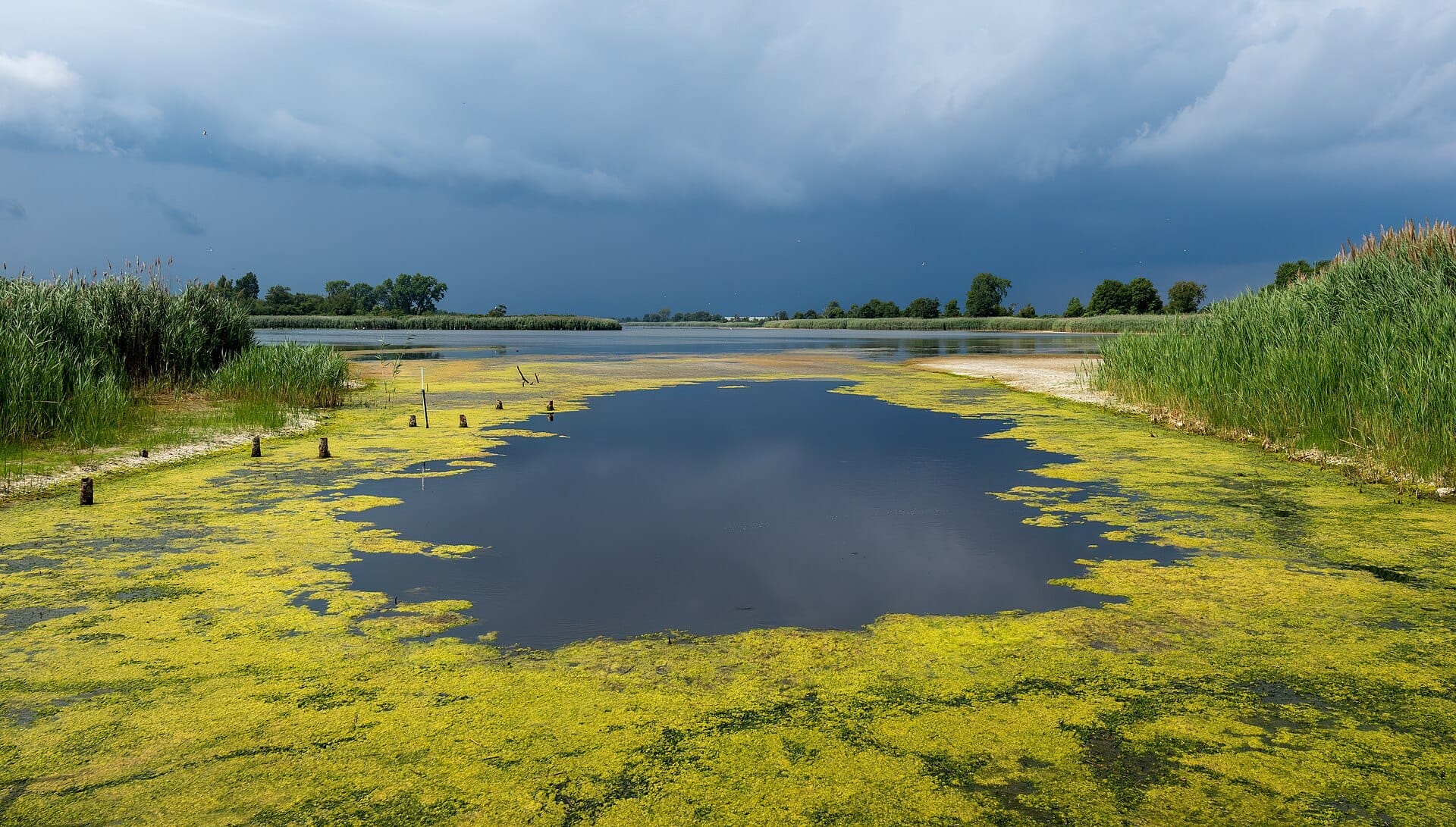 Vista di uno stagno tranquillo circondato da erbe palustri e alghe sotto un cielo nuvoloso spettacolare al Jamaica Bay Wildlife Refuge.