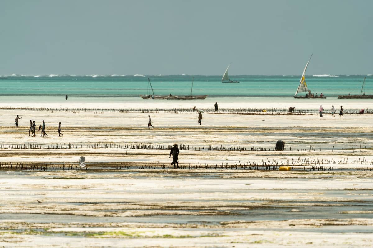 Farmerki zbierające wodorosty i łodzie rybackie rozrzucone po pływowych łachach plaży Jambiani na południowo-wschodnim wybrzeżu Zanzibaru, na tle turkusowej wody i białego piasku.