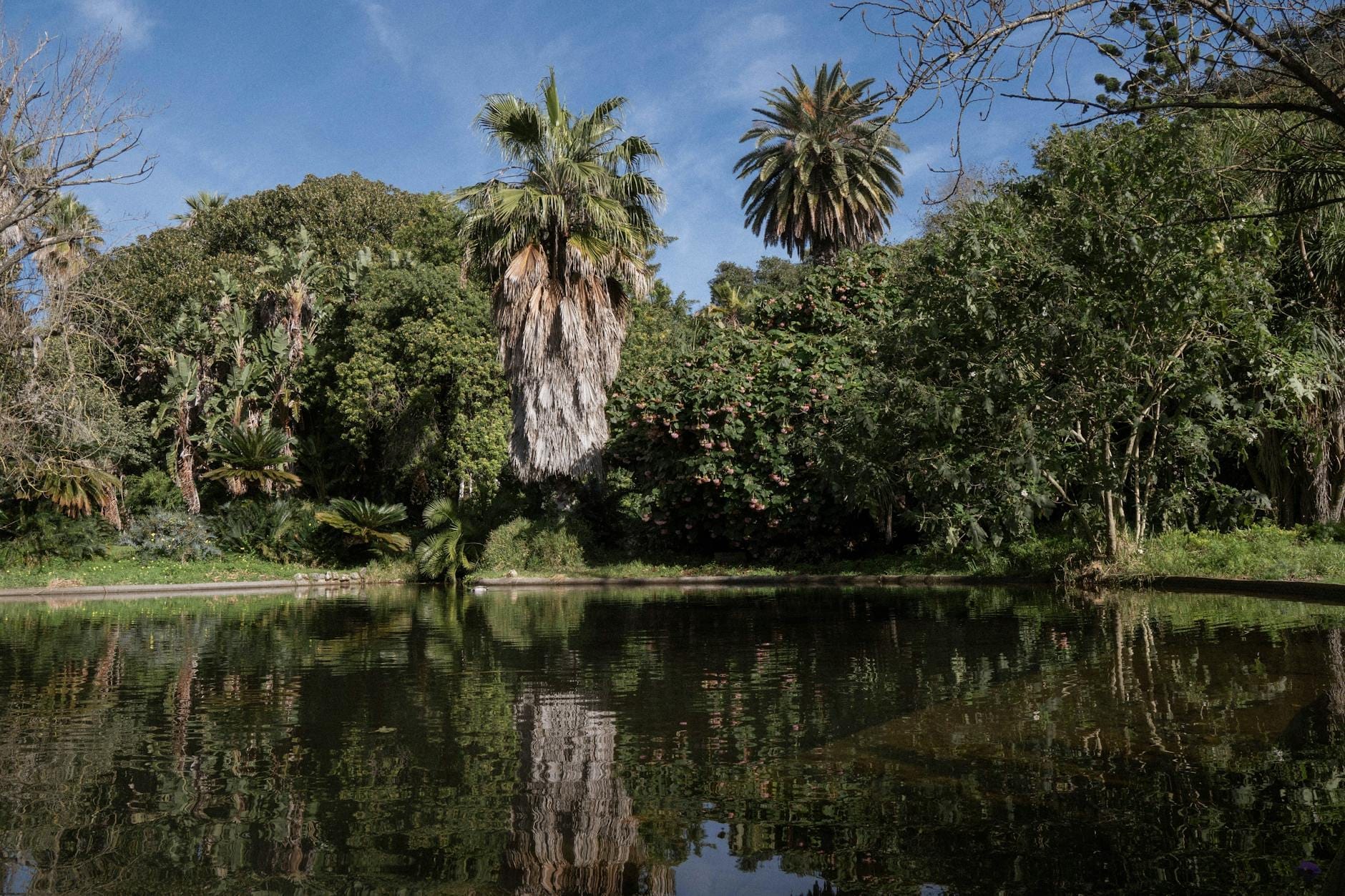 Alberi rigogliosi e folta vegetazione che si riflettono in uno stagno tranquillo sotto un cielo blu, evocando l'atmosfera serena di un giardino tutto da vivere.