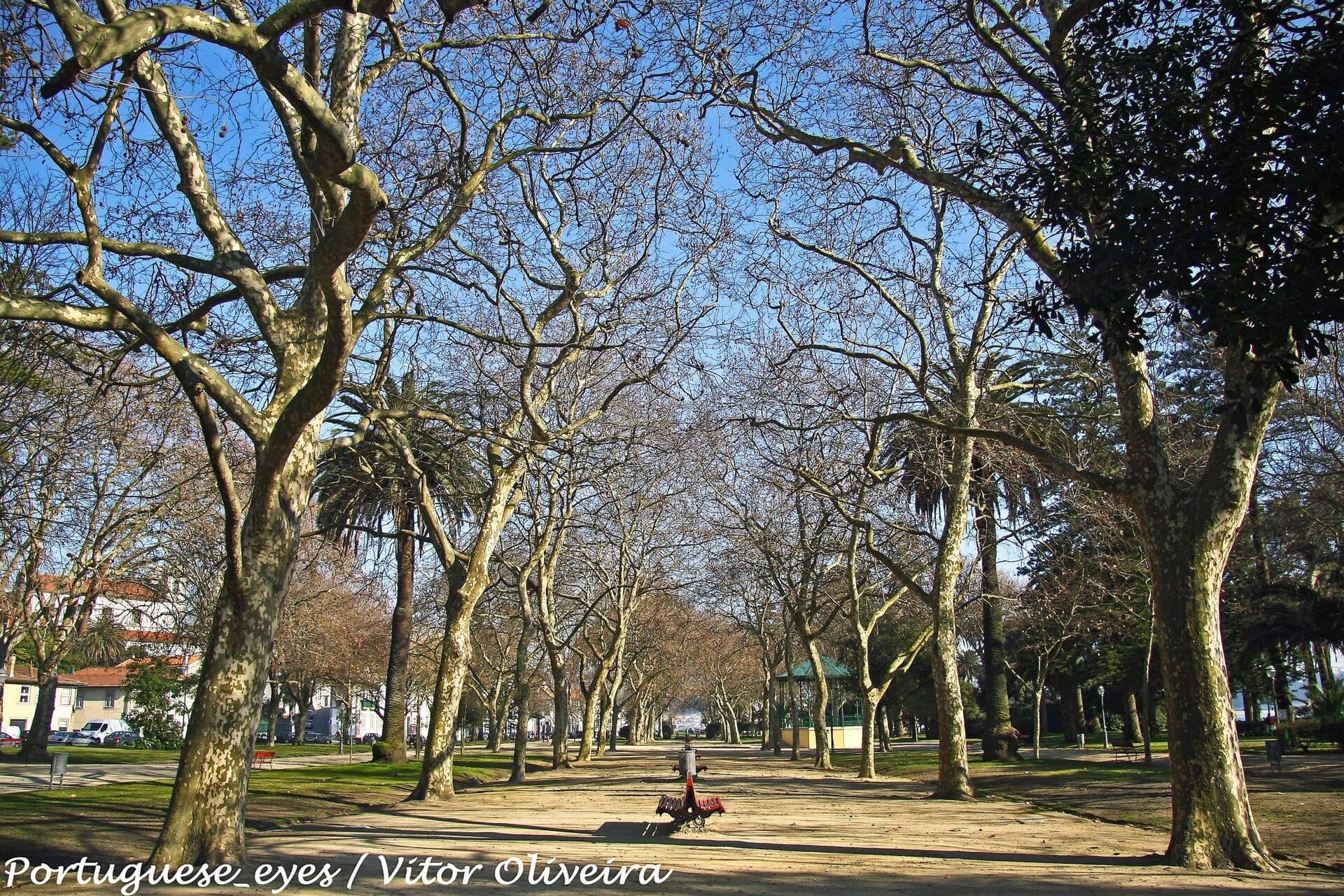 Viale alberato con rami spogli, panchine e gazebo nel Jardim do Passeio Alegre, Porto, in una giornata soleggiata e serena.