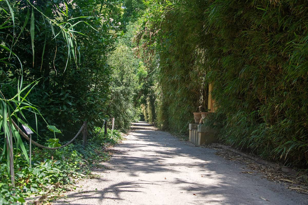 Un vialetto ombroso del giardino botanico circondato da una vegetazione lussureggiante e bambù all'interno del Jardín Botánico de la Universitat de València.