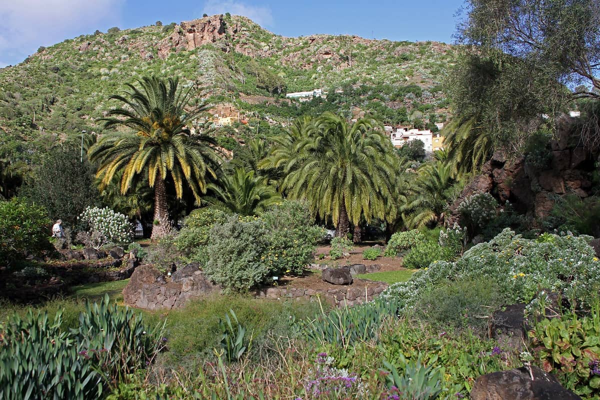 Пальмы, пышная местная растительность и каменистый рельеф в Jardín Botánico Viera y Clavijo на фоне зелёных холмов и домов.