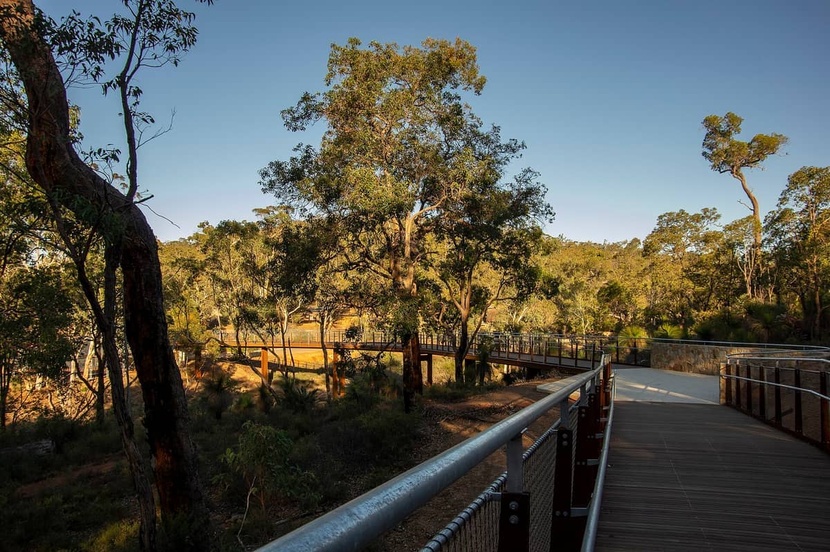 Erhöhter Holzsteg, der sich durch den Jarrah-Wald im John Forrest National Park unter klarem blauem Himmel und Nachmittagssonnenlicht schlängelt.