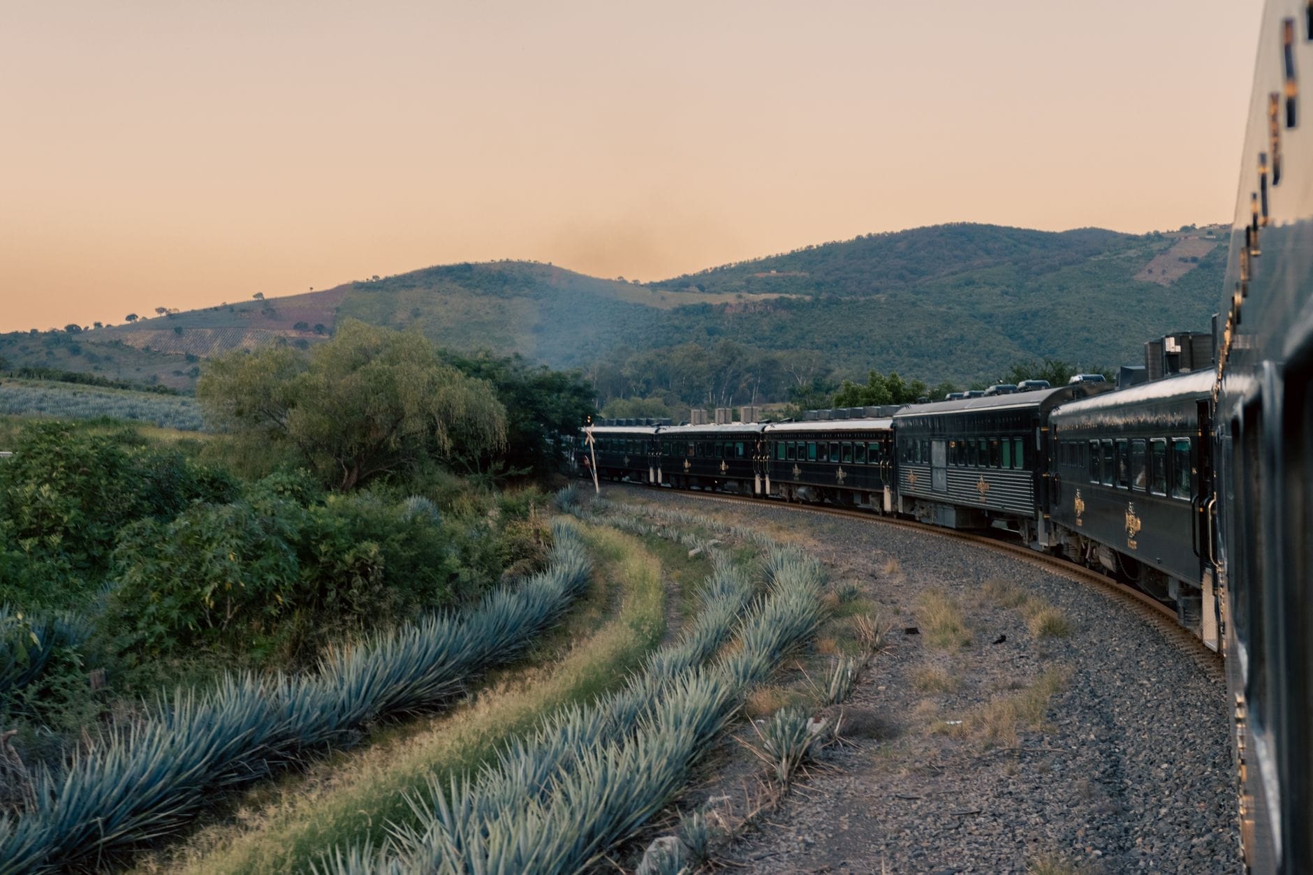 Il treno Jose Cuervo Express percorre una curva tra i campi di agave al tramonto, con le colline verdi sullo sfondo, in un paesaggio che racconta il viaggio verso Tequila.