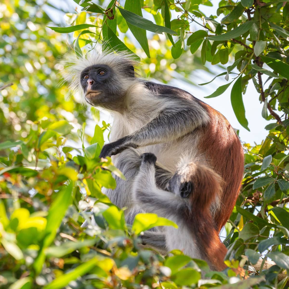 Małpa colobus czerwony z Zanzibaru i jej młode siedzące wśród zielonej roślinności w Parku Narodowym Jozani Chwaka Bay w naturalnym świetle dziennym.