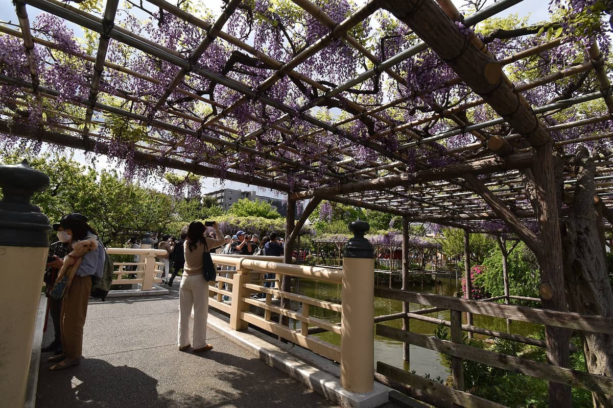 People view and photograph the famous wisteria flowers hanging over wooden trellises and arched bridges at Kameido Tenjin Shrine in spring.