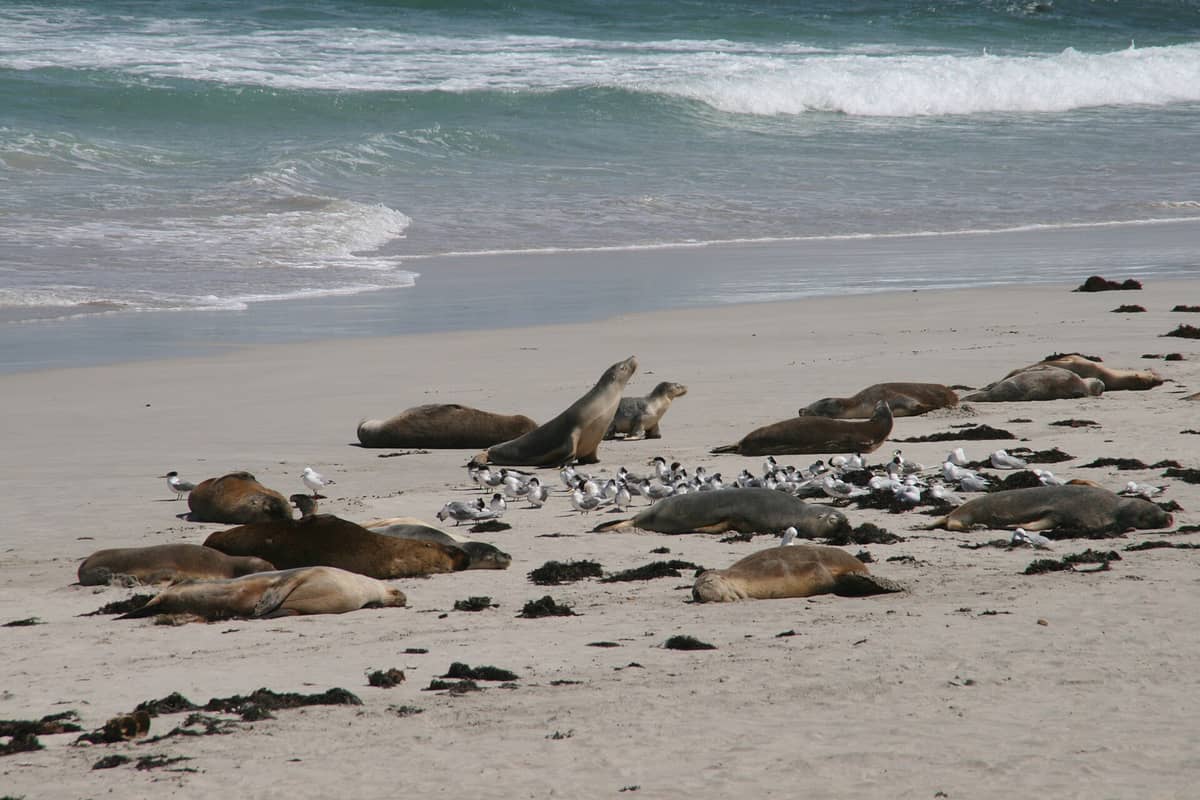 Australische Seelöwen ruhen und interagieren an einem Sandstrand mit Uferlinie und sanften Wellen, umgeben von Gruppen von Seevögeln und Algenflecken.