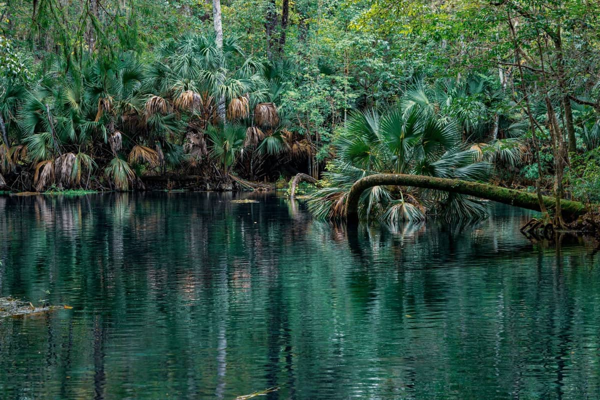Üppige grüne Palmen und dichter Wald säumen das klare, spiegelnde Wasser im Kelly Park an den Rock Springs in Orlando, Florida.