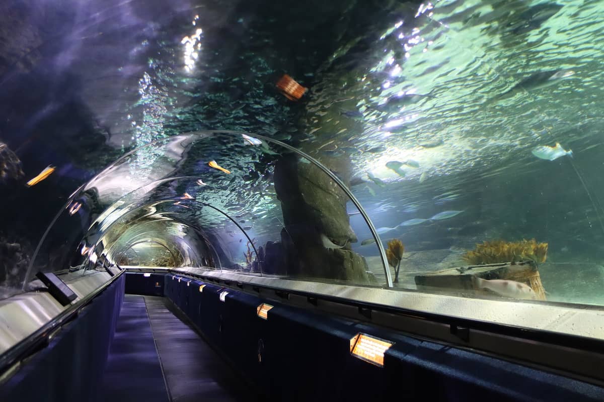 Das Förderband und der Glastunnel im SEA LIFE Kelly Tarlton's Aquarium mit Unterwasserblick auf darüber schwimmende Fische.