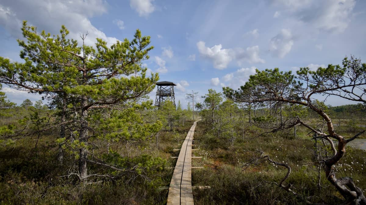 Großer Moorbohlenweg im Ķemeri-Nationalpark: Ein Holzsteg schlängelt sich durch die Moorlandschaft, vorbei an knorrigen Kiefern und einem Aussichtsturm unter blauem Himmel.