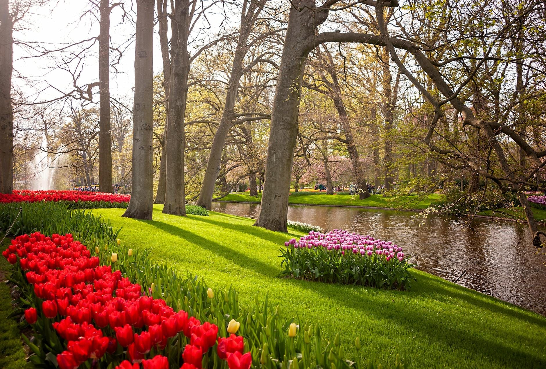 Vista panorámica de los Jardines de Keukenhof con tulipanes rojos, rosas y amarillos a lo largo de una ladera verde junto a un canal tranquilo y altos árboles bajo el sol de primavera.