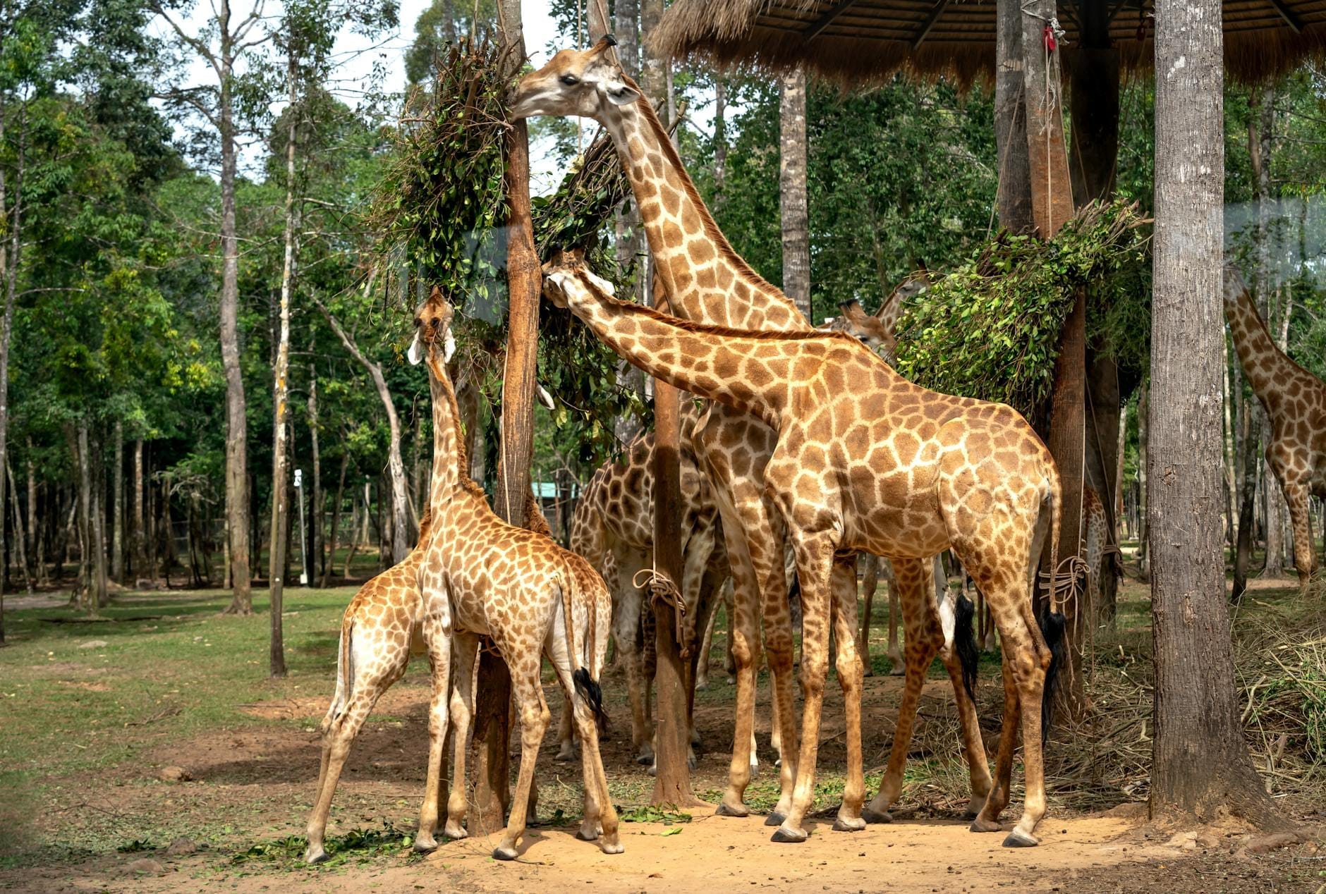Quattro giraffe in piedi che si nutrono tra i rami alti di un lussureggiante habitat aperto con alberi in uno zoo naturalistico.