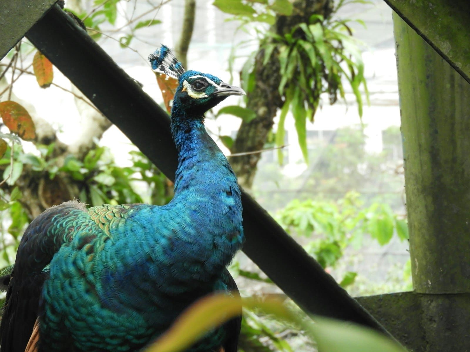 Vibrant birds flying freely in the lush walk-in aviary of KL Bird Park, Kuala Lumpur's largest bird sanctuary.