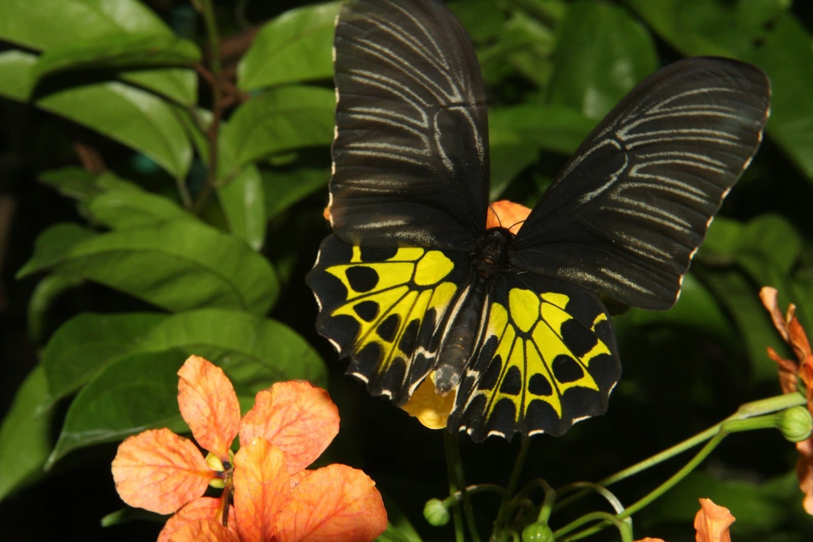 Vibrant butterflies in 120 species flutter among lush tropical plants and flowers at KL Butterfly Park's enclosed garden.