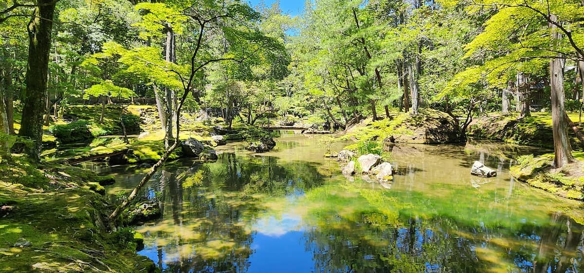 Lush green moss and tall trees surround a reflective pond in Kyoto’s Kokedera (Saihoji Moss Temple) Zen garden on a sunny day.