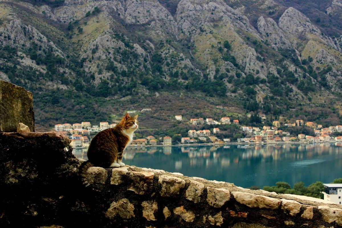 A cat sits on a historic stone wall overlooking Kotor Bay with mountains and the townscape visible in the background.