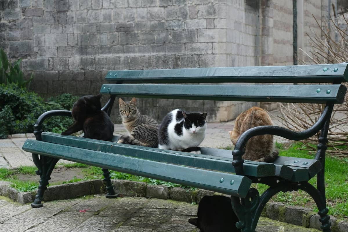 Five cats sitting on a bench in a shady courtyard in Kotor Old Town, stone building and greenery in the background.