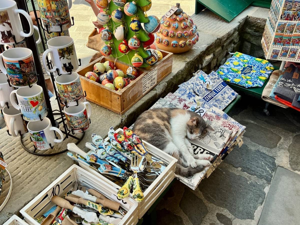 A shop in Kotor Old Town displaying cat-themed mugs, ornaments, souvenirs, and a real cat sleeping among the merchandise.