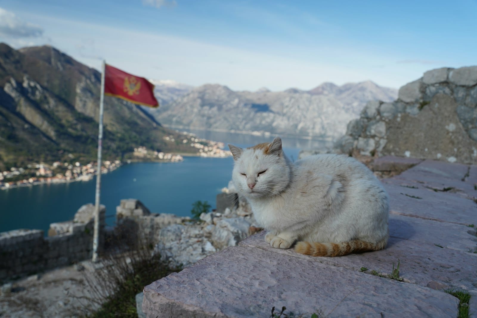 Um gato branco sentado em um muro de pedra com vista para a Baía de Kotor, com a bandeira montenegrina e montanhas ao fundo.