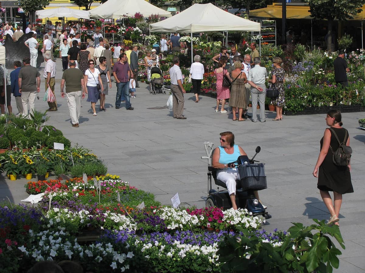 People browse stalls of vibrant flowers and lush plants under white tents at the Sunday flower market on Kouter Square in Ghent.