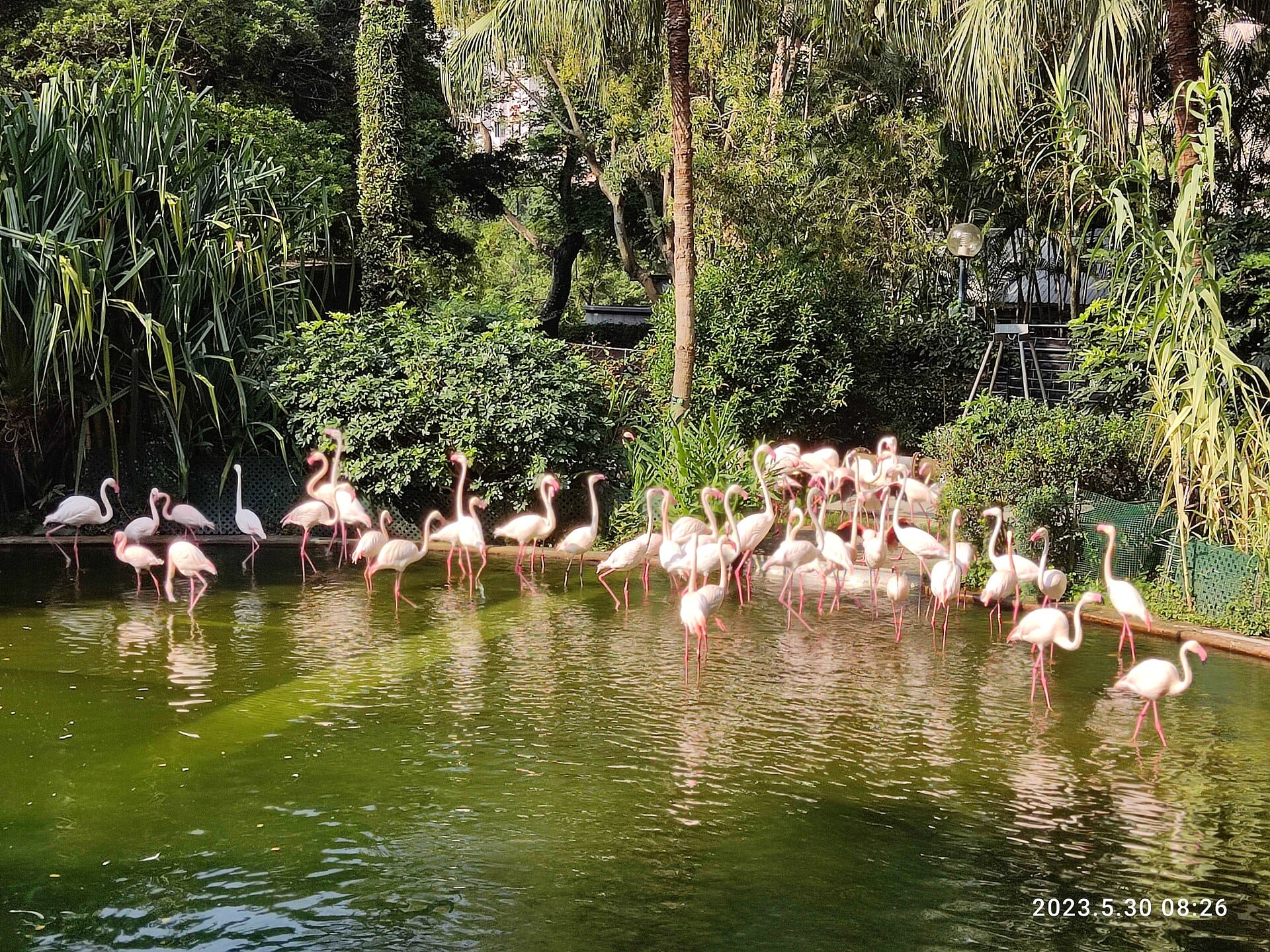 I rigogliosi giardini del Kowloon Park e il lago dei fenicotteri creano una pacifica oasi urbana a Tsim Sha Tsui.