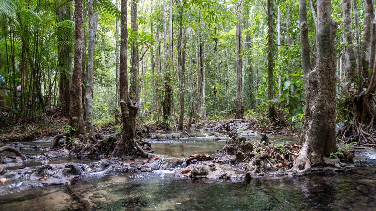 Escena selvática con arroyos de agua clara que fluyen entre densas raíces y árboles tropicales en la selva tropical interior de Krabi.