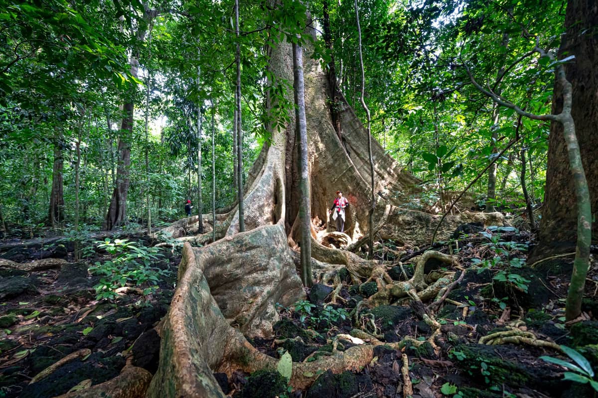Dichter Regenwald mit einem riesigen Brettwurzelbaum, üppigem Grün und Wanderern auf einem Pfad in einem Nationalpark im Süden Thailands.