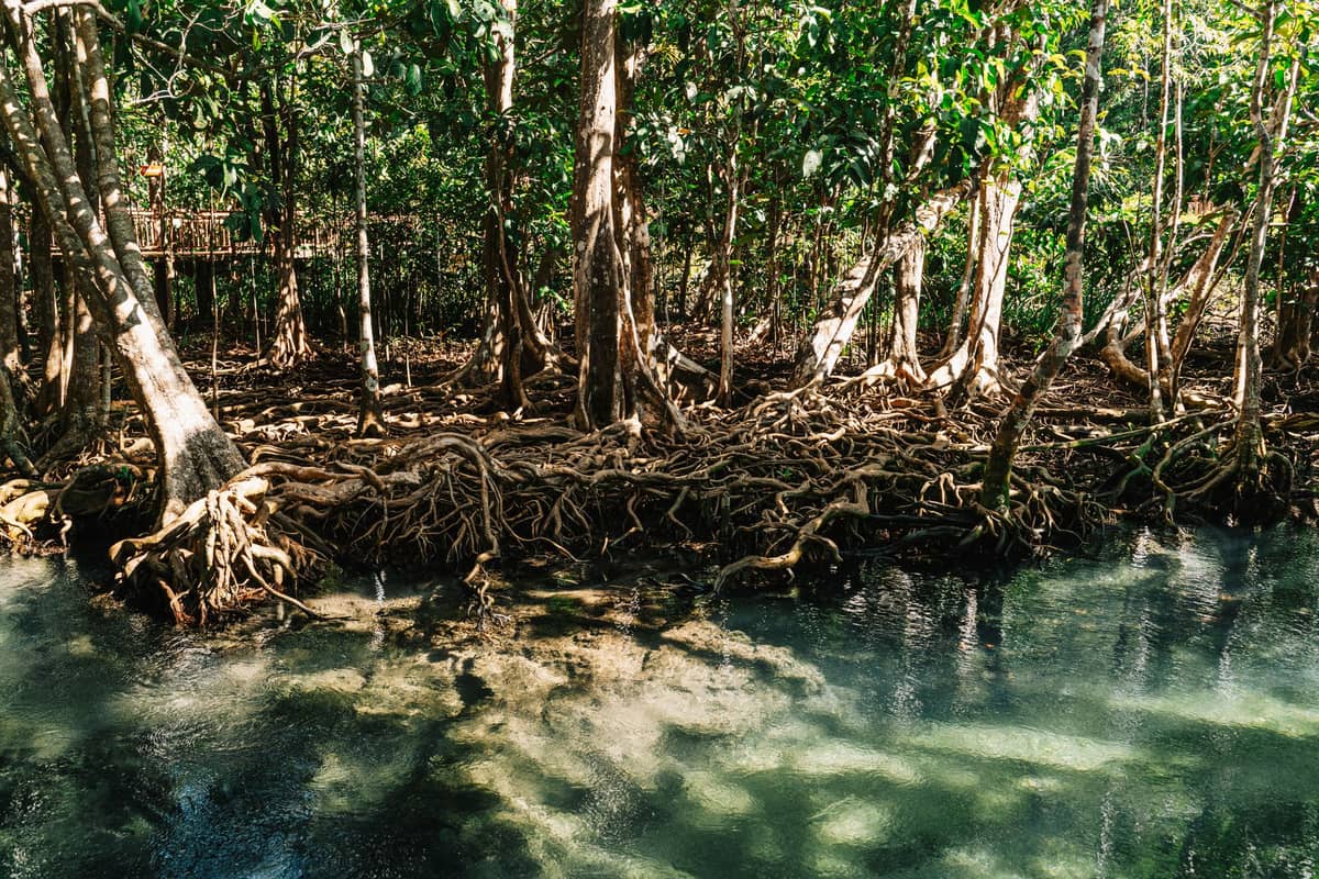 Verworrene Dschungelwurzeln und klares Wasser in einem dichten Tropenwald in Krabi, Thailand, perfekt für abenteuerliche Dschungel-Erkundungen.