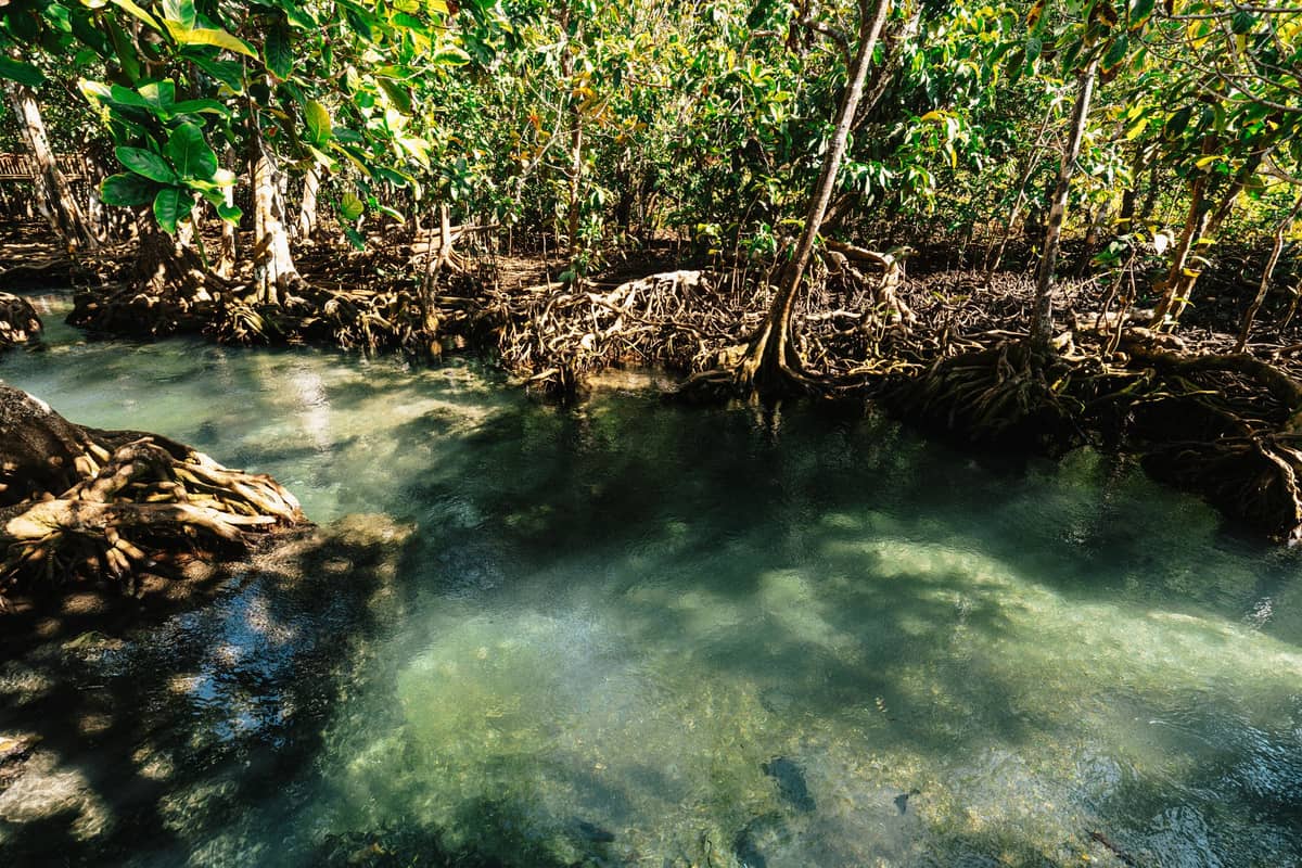 Acqua turchese limpida che scorre attraverso una lussureggiante foresta di mangrovie di giorno, con radici esposte lungo le rive e fitta vegetazione sopra.