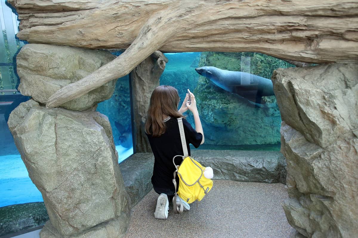 Woman kneeling and taking a photo of a seal swimming behind glass inside Kyoto Aquarium's indoor aquatic exhibit.