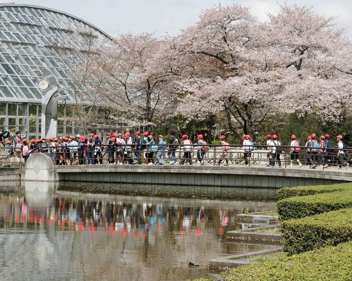 Group of children in red hats crossing a bridge at Kyoto Botanical Gardens, with a glass conservatory and cherry blossoms in the background.