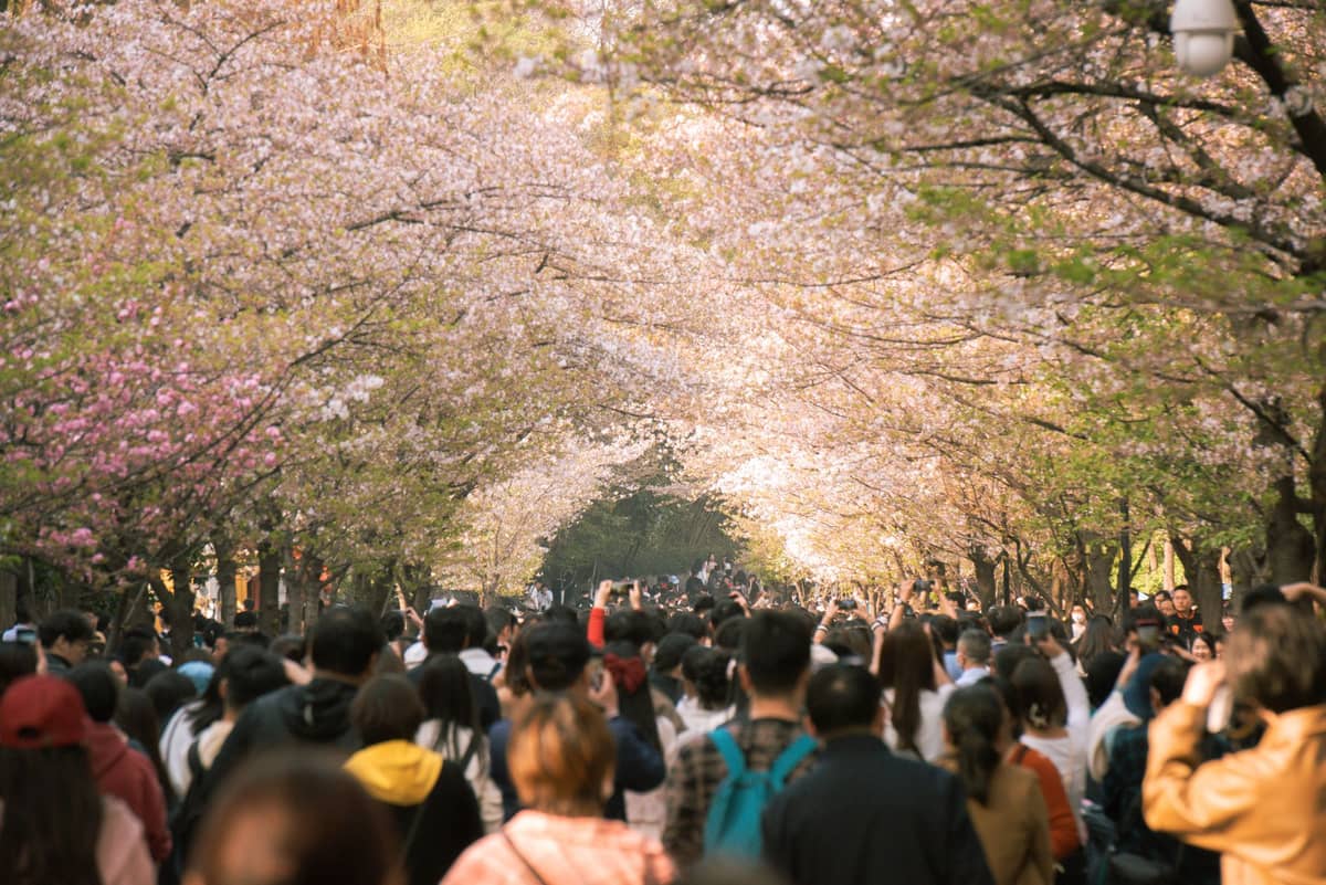 A dense crowd of people walk beneath rows of cherry blossom trees, with soft pink flowers arching overhead and sunlight filtering through.