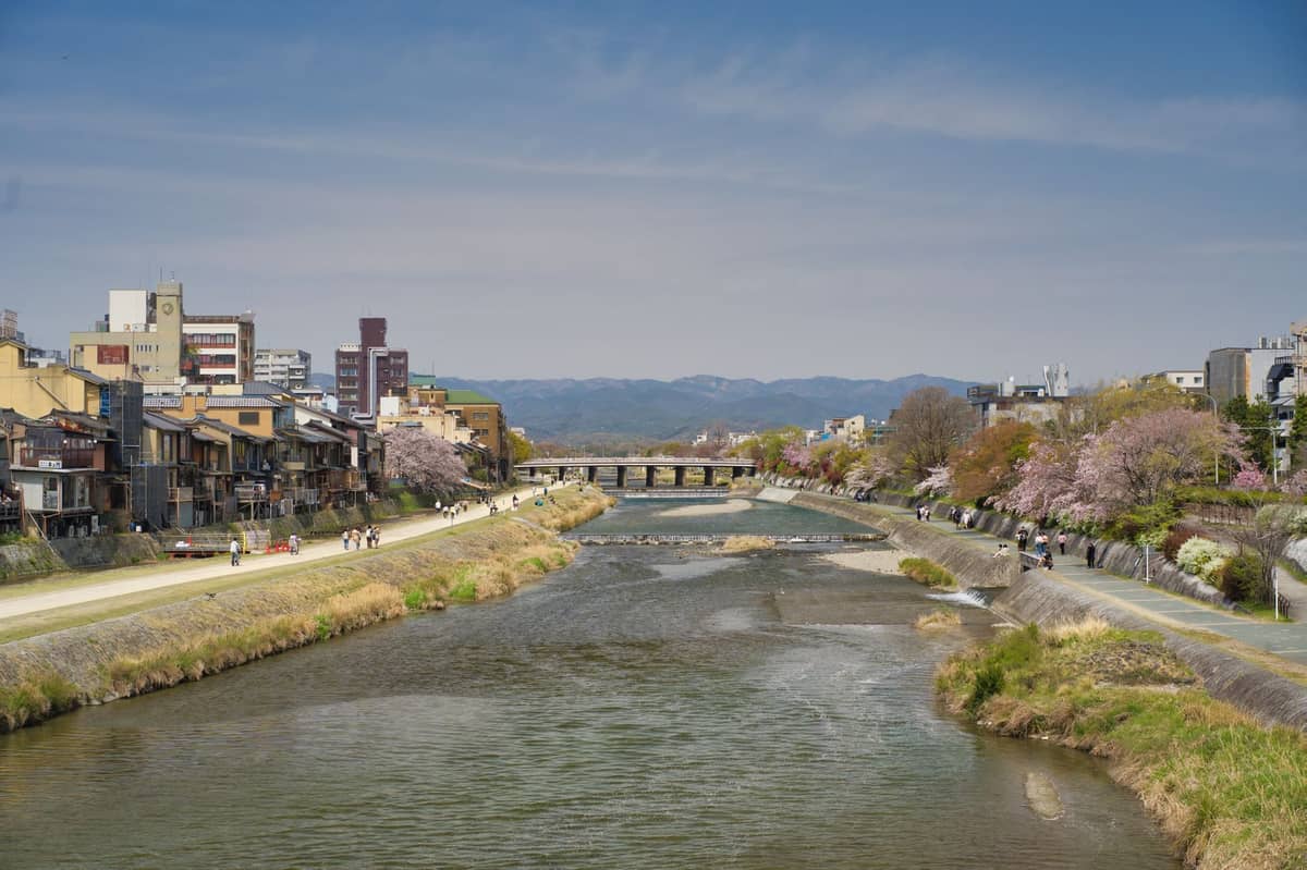 Kamo River in Kyoto lined with cherry blossom trees in full bloom and traditional buildings on both sides under a clear blue sky.