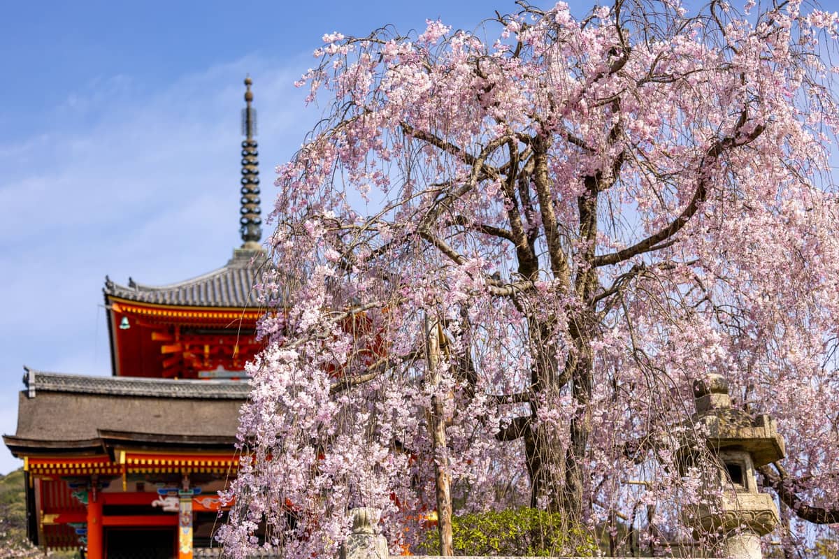 Traditional Japanese pagoda and shrine partially obscured by a large blooming weeping cherry tree under a blue sky in Kyoto.