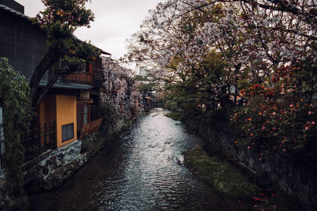A peaceful canal lined with traditional houses, weeping willows, and cherry blossoms in the Shirakawa area of Kyoto.