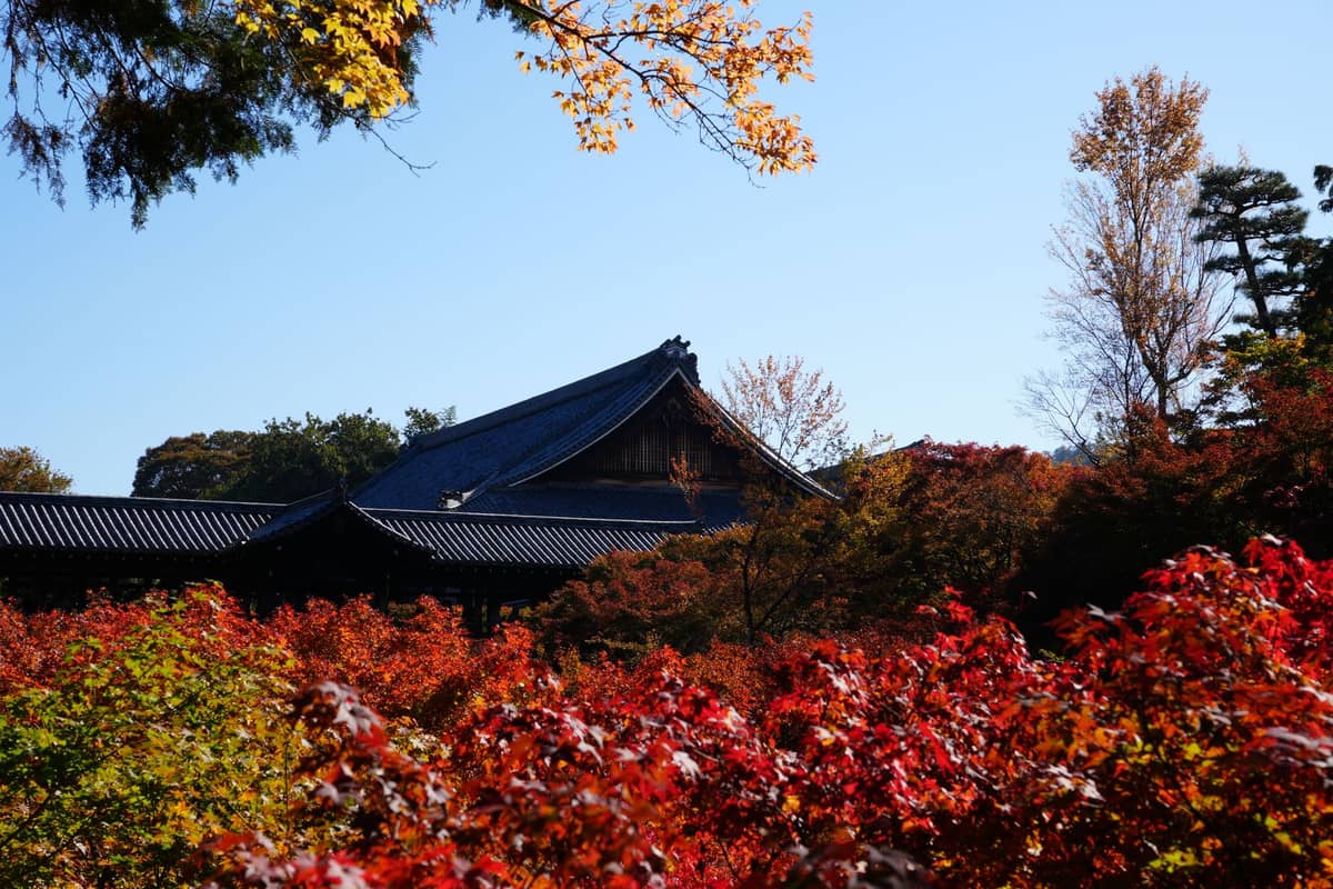 Landscape view of a Kyoto temple roof surrounded by vibrant red and orange autumn foliage under a clear blue sky.